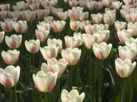 Keukenhof Gardens South Holland HOLLAND