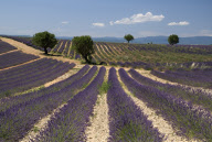 Alpes de Haute Provence Provence Cote d Azur FRANCE