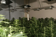 Drugs Raid Police LAW and ORDER