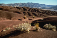 Potolo BOLIVIA