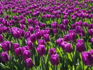 Egmond aan de Hoef North Holland HOLLAND