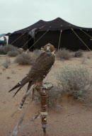 Sport BEDOUIN