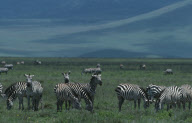 Zebra Animals TANZANIA