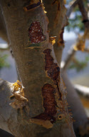 Trees OMAN
