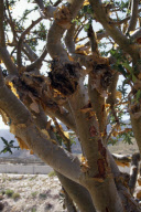 Trees OMAN