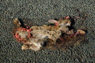 Various - 2009