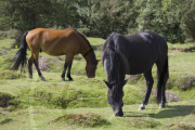 The New Forest