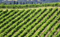 Montalcino