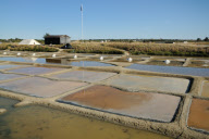 Salt production on the marshes at L'lle d'Olonne, Vendee, France - Sep 2010