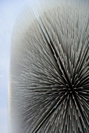 ARCHITECTURAL STOCK Pavilion