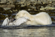 Polar Bear fighting bird, Svalbard, Norway - 28 Dec 2010