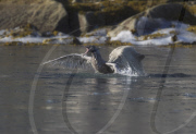 Polar Bear fighting bird, Svalbard, Norway - 28 Dec 2010