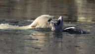 Polar Bear fighting bird, Svalbard, Norway - 28 Dec 2010