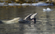 Polar Bear fighting bird, Svalbard, Norway - 28 Dec 2010