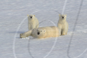 Polar Bear with young cubs, Svalbard, Arctic