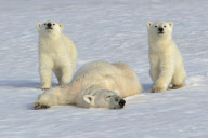 Polar Bear with young cubs, Svalbard, Arctic