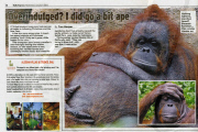 Fat orangutan at the Taman Safari Park near Jakarta, Indonesia - 04 Jan 2011