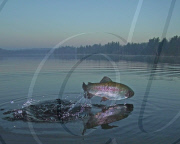 Freshwater rainbow trout leaping out of the water, Adirondacks, New York, America - 02 Jan 2011