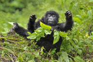 Mountain Gorillas, Virunga Mountains, Rwanda
