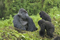 Mountain Gorillas, Virunga Mountains, Rwanda