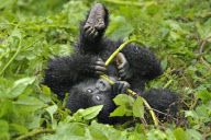 Mountain Gorillas, Virunga Mountains, Rwanda