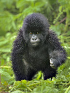 Mountain Gorillas, Virunga Mountains, Rwanda