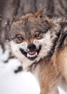Snarling Mexican Grey Wolf at Brookfield Zoo, Illinois, America - 12 Jan 2011