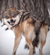 Snarling Mexican Grey Wolf at Brookfield Zoo, Illinois, America - 12 Jan 2011