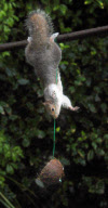 Cheeky squirrel manages to eat half a coconut suspended on piece of rope, Hindhead, Surrey, Britain - 16 Jan 2011