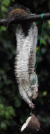 Cheeky squirrel manages to eat half a coconut suspended on piece of rope, Hindhead, Surrey, Britain - 16 Jan 2011