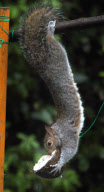 Cheeky squirrel manages to eat half a coconut suspended on piece of rope, Hindhead, Surrey, Britain - 16 Jan 2011