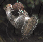 Cheeky squirrel manages to eat half a coconut suspended on piece of rope, Hindhead, Surrey, Britain - 16 Jan 2011