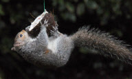 Cheeky squirrel manages to eat half a coconut suspended on piece of rope, Hindhead, Surrey, Britain - 16 Jan 2011