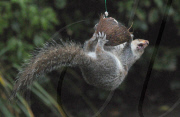 Cheeky squirrel manages to eat half a coconut suspended on piece of rope, Hindhead, Surrey, Britain - 16 Jan 2011