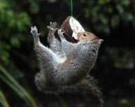 Cheeky squirrel manages to eat half a coconut suspended on piece of rope, Hindhead, Surrey, Britain - 16 Jan 2011
