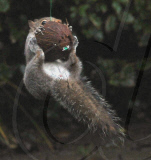 Cheeky squirrel manages to eat half a coconut suspended on piece of rope, Hindhead, Surrey, Britain - 16 Jan 2011