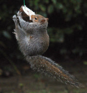 Cheeky squirrel manages to eat half a coconut suspended on piece of rope, Hindhead, Surrey, Britain - 16 Jan 2011