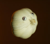 Fruit Faces