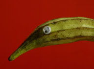 Fruit Faces