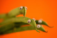 Fruit Faces