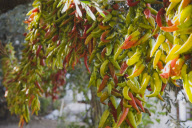 Turkey Aydin Province KUSAdasi