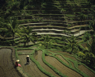 Indonesia Bali Ubud