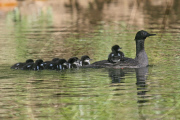 Some of world's rarest birds captured on camera - 25 Jan 2011