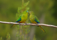 Some of world's rarest birds captured on camera - 25 Jan 2011