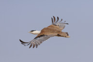 Some of world's rarest birds captured on camera - 25 Jan 2011