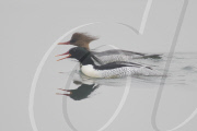 Some of world's rarest birds captured on camera - 25 Jan 2011