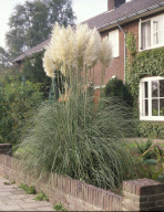 Cortaderia selloana