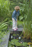 Typha + Nymhaea