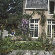 Clematis