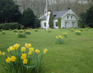 Spring woodland garden